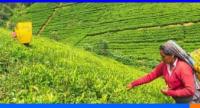 'Ceylon Tea Village' தேசிய வேலைத்திட்டம் ஆரம்பம்